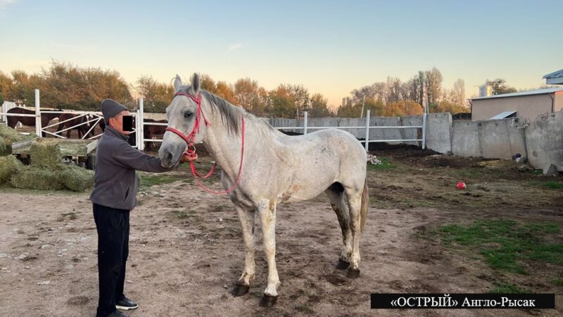 Камчы Көлбаевдин 500 миң долларлык асыл тукум жылкылары алынды