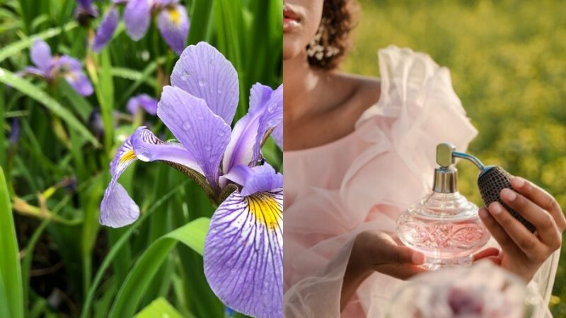 Кыргызстандын чөптөрү дүйнөлүк парфюмерияда колдонулат