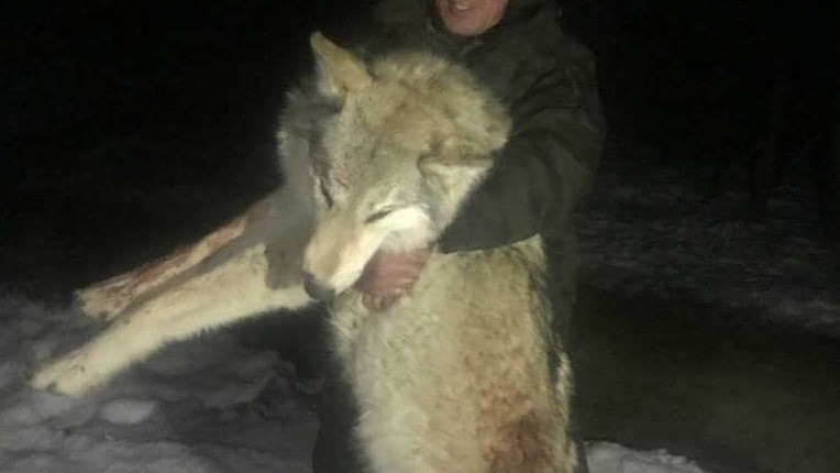 Таласта карышкырлар адамга кол салып өлтүргөнбү?