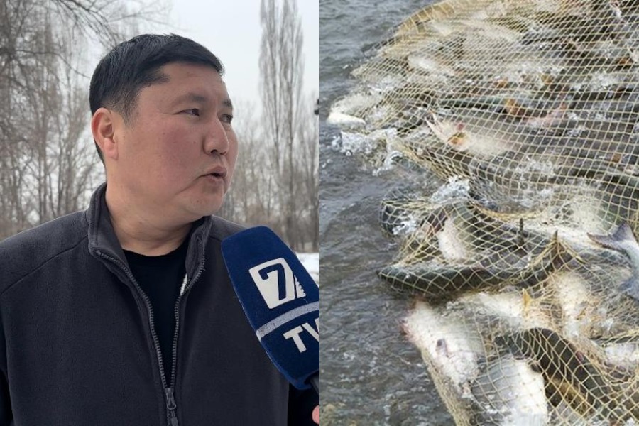 1 млндон ашуун балыктарын балдарындай караган Адият
