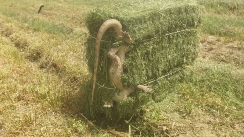 Чөптүн сезону кызуу жүрүүдө. Таңгакка кошулуп кеткен эчки эмер
