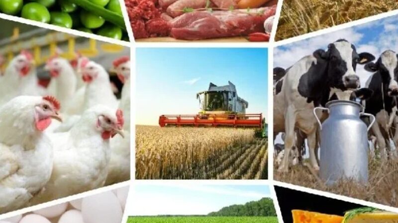 Жарым жылда айыл чарбасынан 563 млн сомдон ашык салык түштү