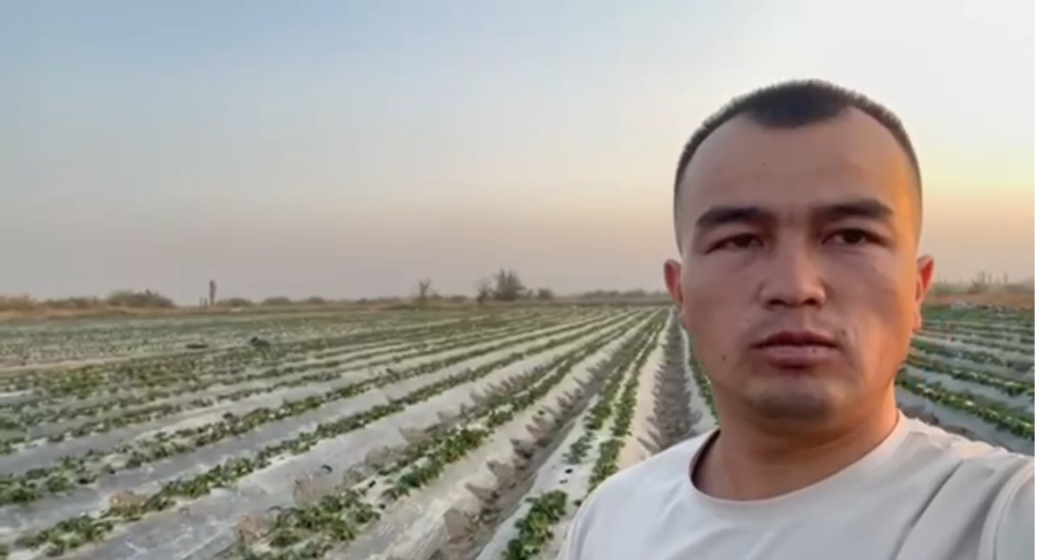 Баткенде дыйкан 200 тоннадан ашык кулпунай экспорттоп, 34 млн киреше тапты