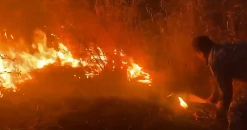 Бир мүнөттүк чечим — ондогон сотых токойду сактап калды