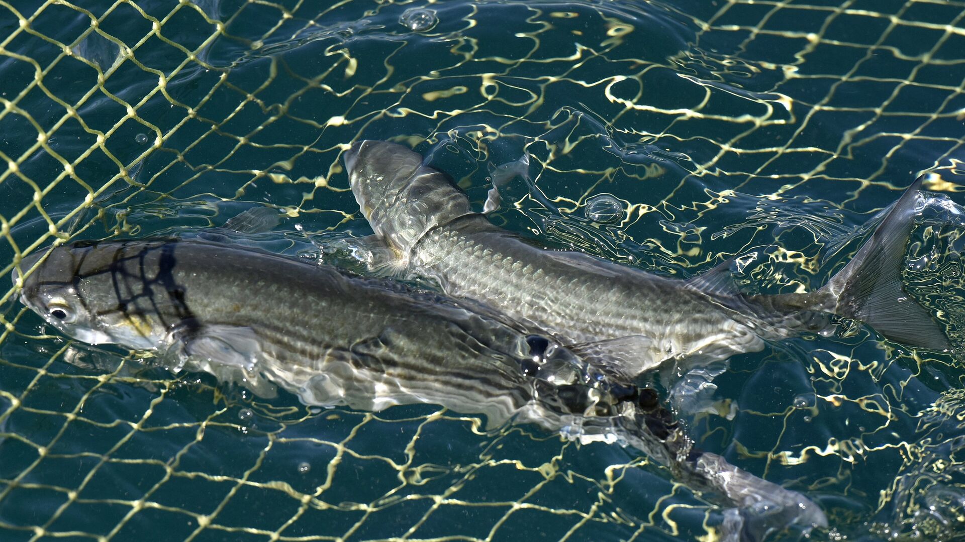 Бир балык үчүн эмес, бүтүндөй келечек үчүн: Мыйзамсыз уулоону токтот