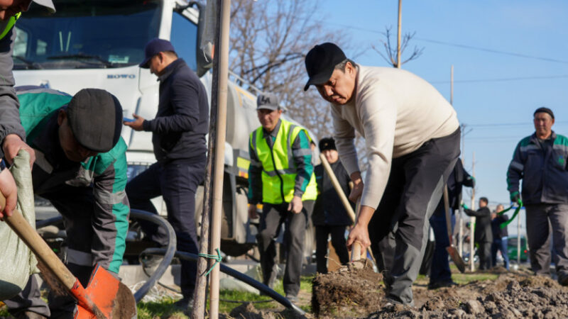 Мэр Жунушалиев командасы менен кезектеги көчөт отургузуу иш-чарасын өткөрдү