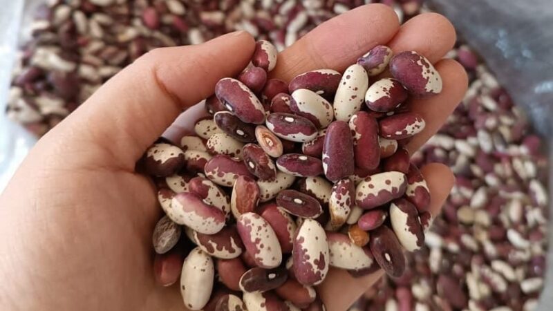 Быйыл Талас облусу боюнча 70,8 миң тонна төө буурчактын түшүмү алынды 