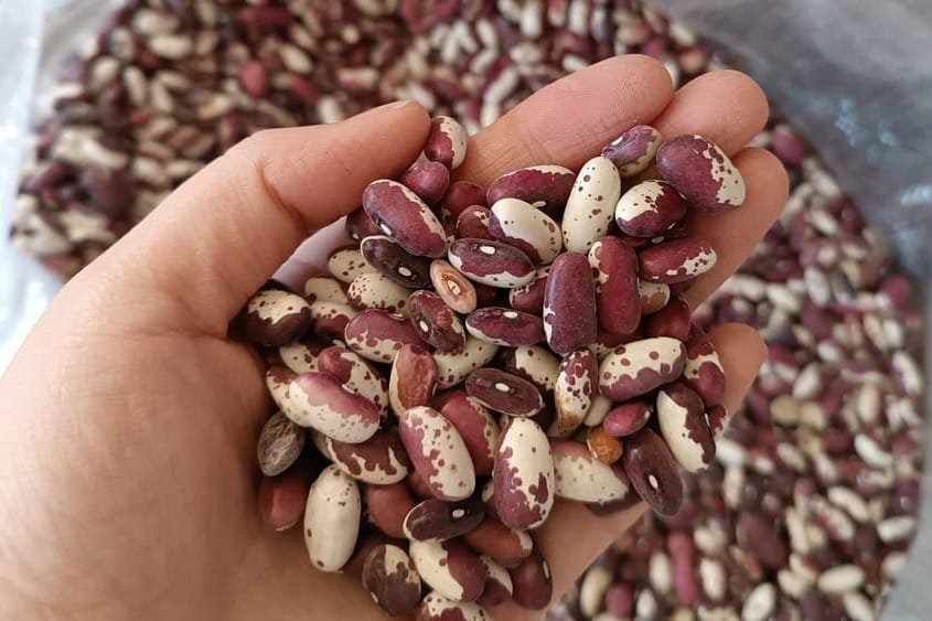 Быйыл Талас облусу боюнча 70,8 миң тонна төө буурчактын түшүмү алынды 