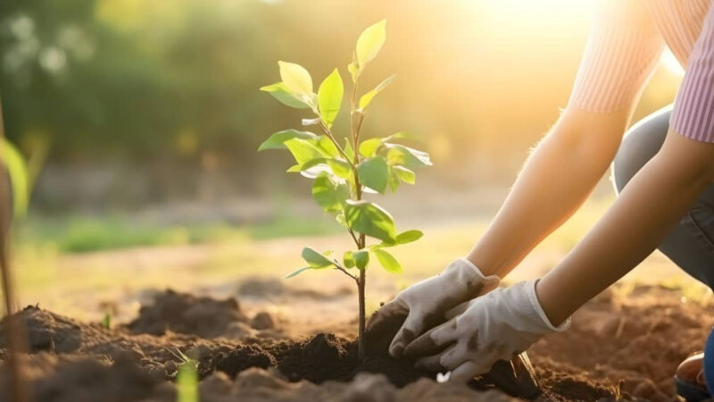 Чүйдө 1000 даана дарак көчөтү отургузулду