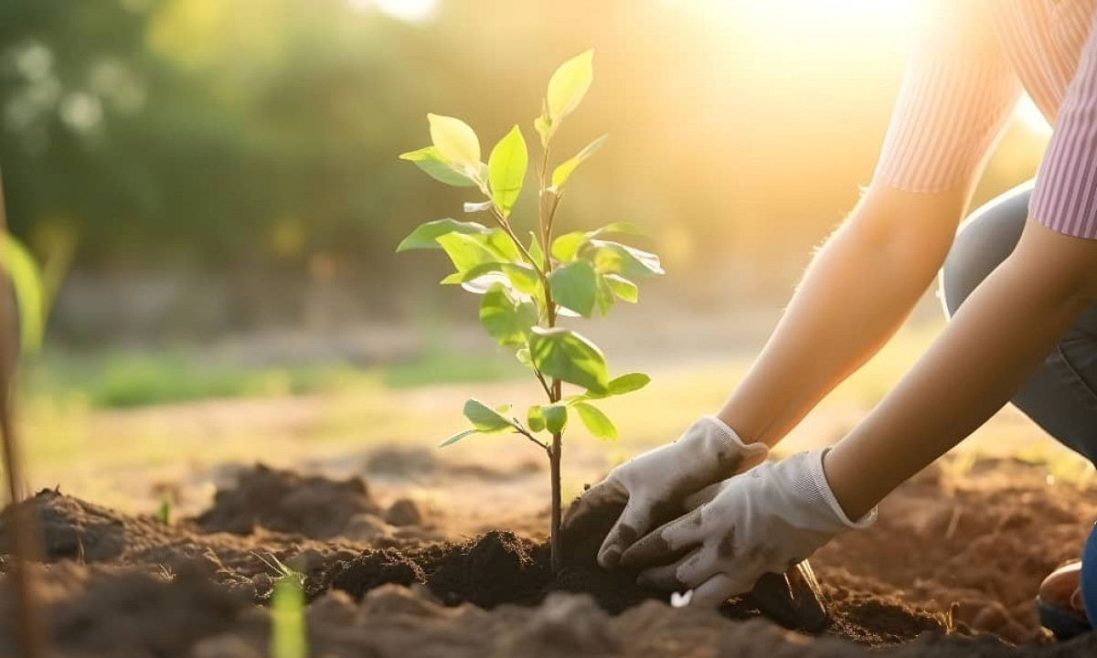 Чүйдө 1000 даана дарак көчөтү отургузулду