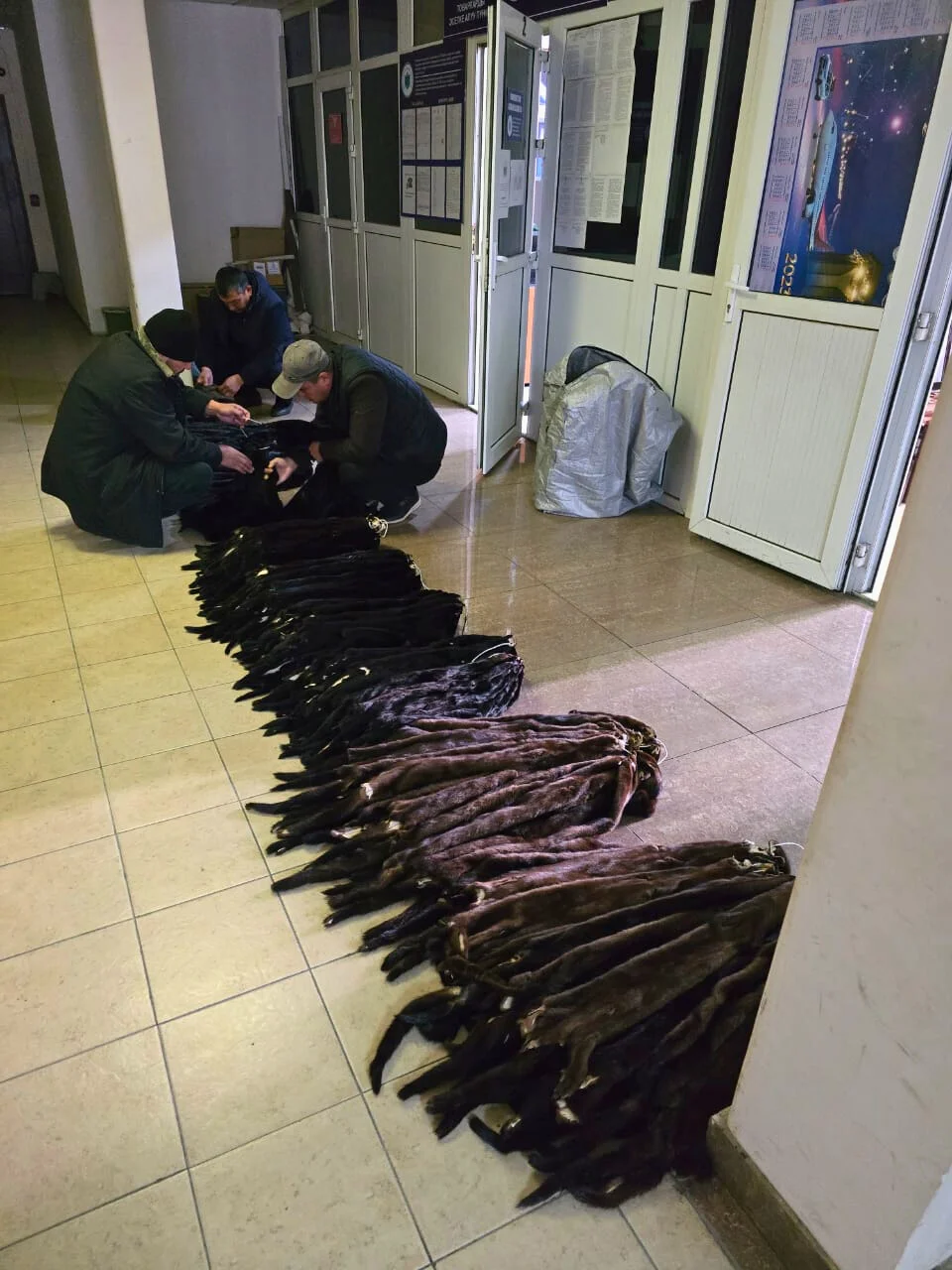 «Ош» аэропортунан Россиядан келген жүргүнчүдөн 451 норка териси табылды