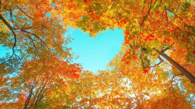 Таңды көргөн таалайыма таңданам, Шүгүр, шүгүр, шүгүр, шүгүр Жараткан!