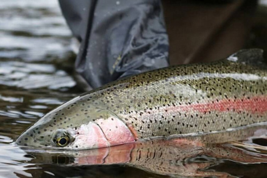 Тоң районунда балык кармоочу тосмолор орнотулду