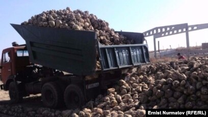 Эми кант кызылчасын өткөрүү үчүн онлайн кезекке турушат