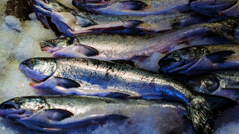 Кыргызстандан 40 тоннадан ашык форель балыгын мыйзамсыз алып кетүүгө аракет кылышкан