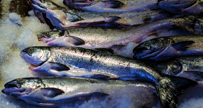 Кыргызстандан 40 тоннадан ашык форель балыгын мыйзамсыз алып кетүүгө аракет кылышкан