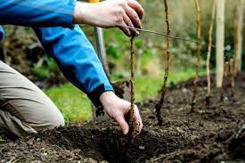 Ошко Өзбекстандан 1000 даана көчөт алынып келинди (ВИДЕО)