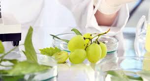 Жүзүмдүн данегин колдонуп 150 жашка чыкса болот