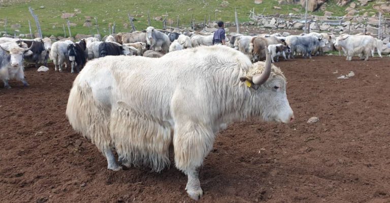 Тоң районунда ак топоздордун саны 300дөн ашты