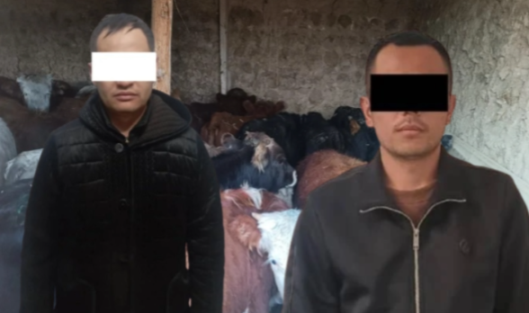 Баткенде 28 млн сомдук малды мыйзамсыз өткөрүүгө аракет кылган