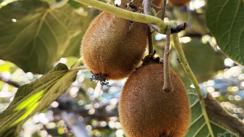 Астарада киви жыйноо уланууда, дыйкандар эң жогорку түшүмгө жетишти
