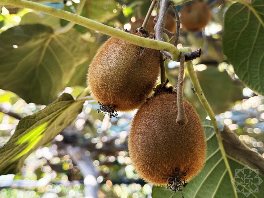 Астарада киви жыйноо уланууда, дыйкандар эң жогорку түшүмгө жетишти