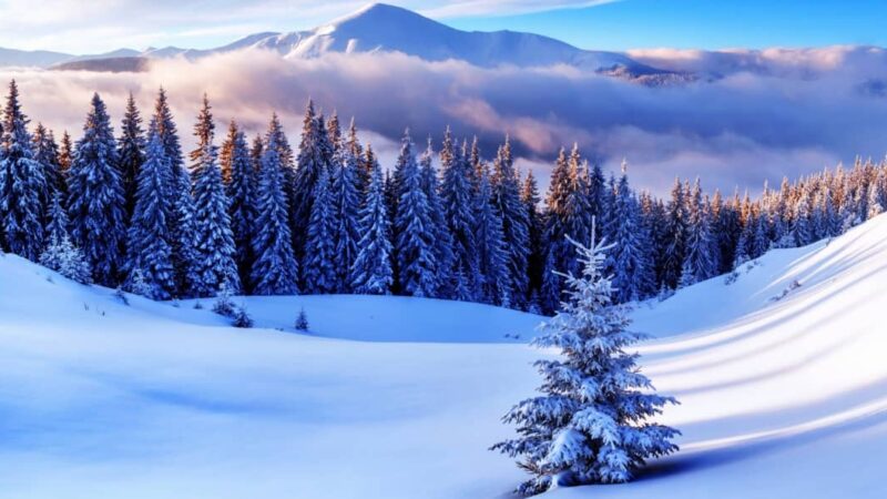 Кутман таң! Жекешби жемиштүү өтсүн, окурманым!