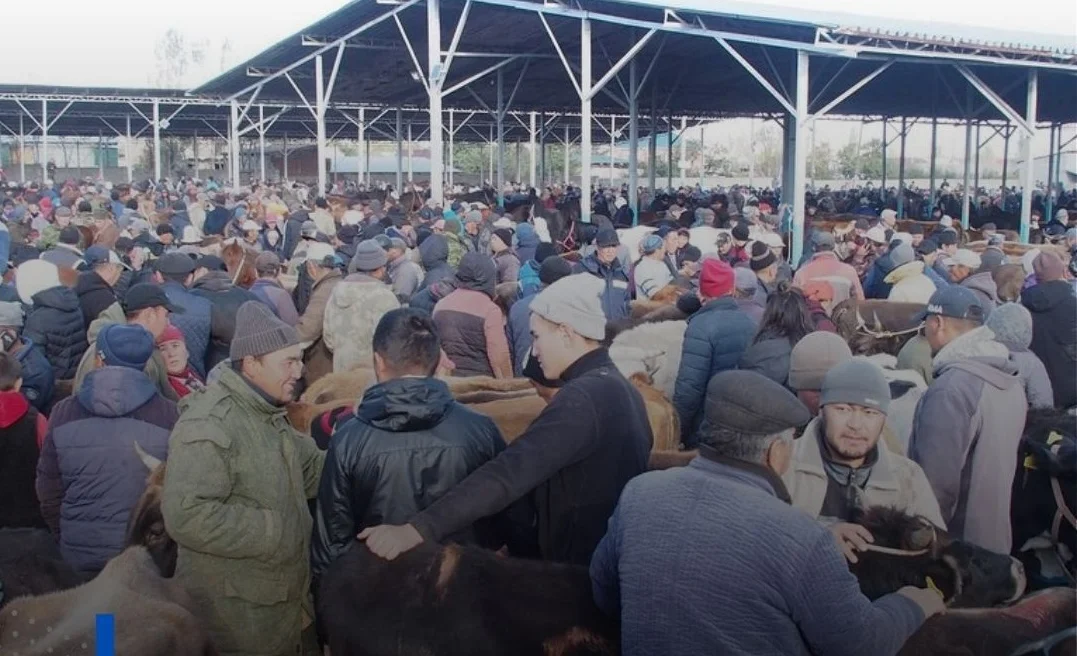 Токмок шаарындагы мал базар жабылат (ВИДЕО)