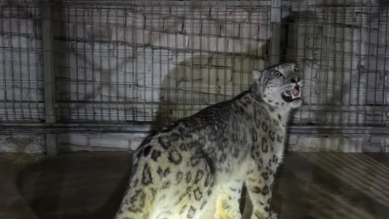 Кеминде айылга кирип келген ак илбирс коопсуз жерге чыгарылды