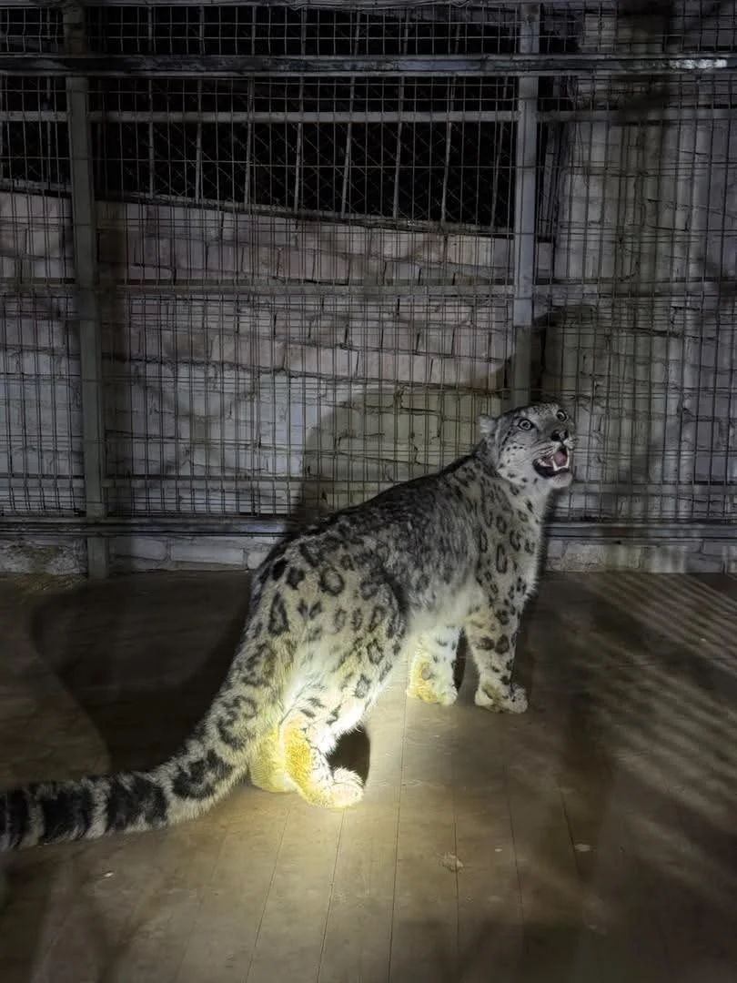 Кеминде айылга кирип келген ак илбирс коопсуз жерге чыгарылды