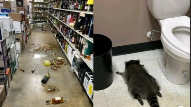 АКШда дүкөндө ичимдик ичкен енот барын талкалап туруп, ажатканада уктап калган