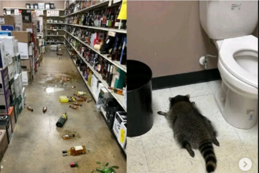 АКШда дүкөндө ичимдик ичкен енот барын талкалап туруп, ажатканада уктап калган