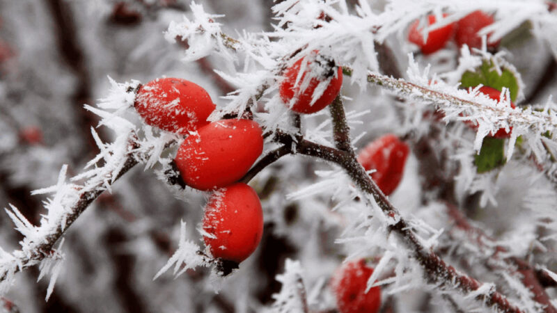 Дүйшөмбү – бул жаңы жума, жаңы мүмкүнчүлүктөр! Кутман таң!