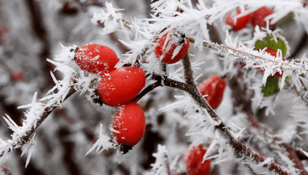 Дүйшөмбү – бул жаңы жума, жаңы мүмкүнчүлүктөр! Кутман таң!