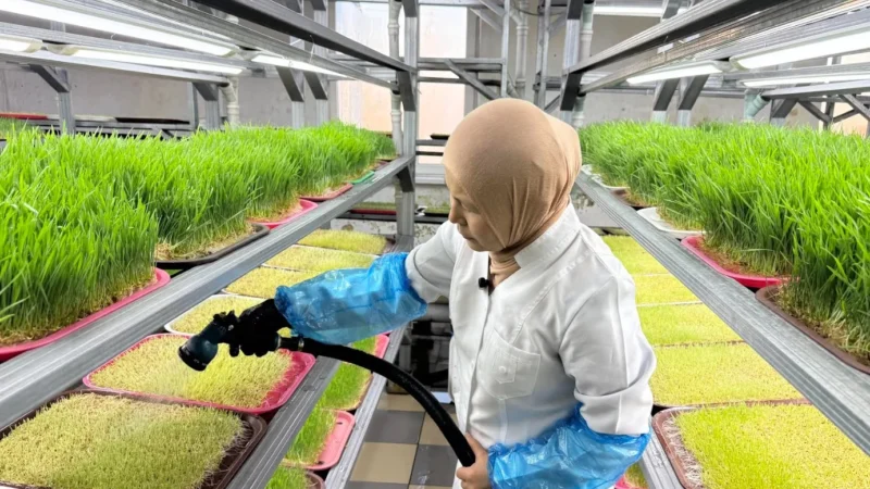 Гидропоника ыкмасы менен экологиялык таза продукция өндүрүлүүдө