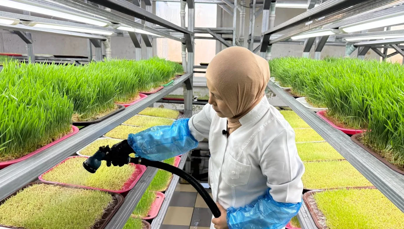 Гидропоника ыкмасы менен экологиялык таза продукция өндүрүлүүдө