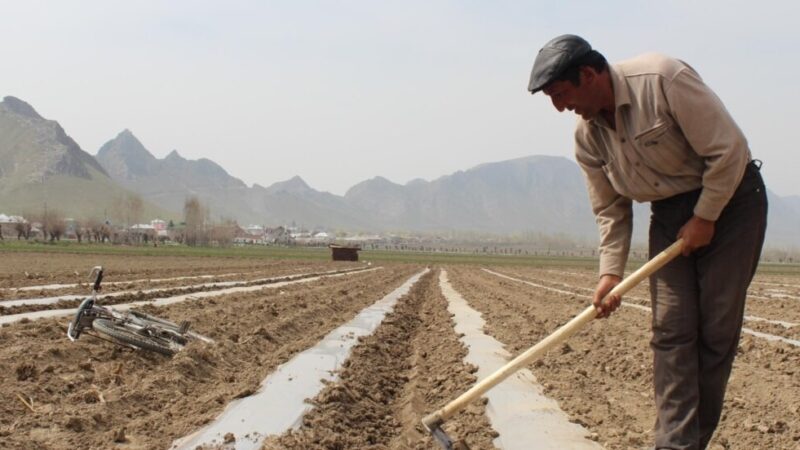 Айыл чарба министрлиги чет жерде жүргөн мекендештер менен кызматташууга даяр