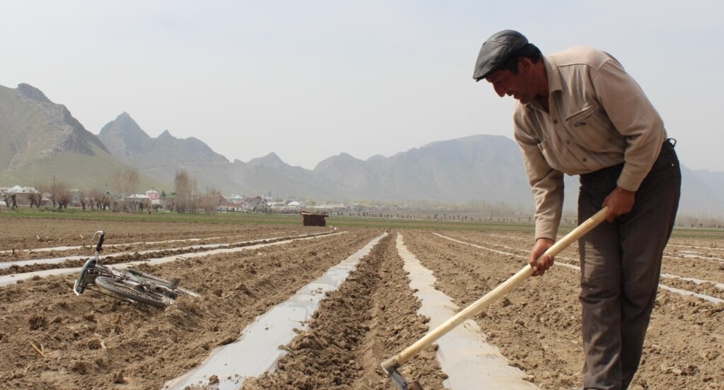 Айыл чарба министрлиги чет жерде жүргөн мекендештер менен кызматташууга даяр