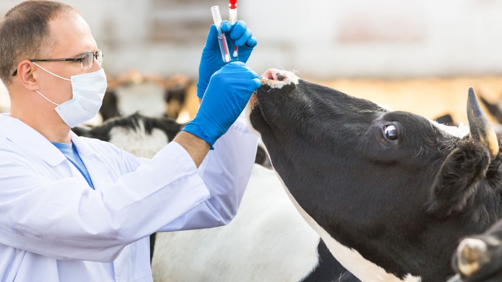 Айыл чарба министрлиги жаш ветеринарларды колдоо программасын ишке киргизүүдө