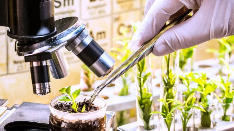 Балыкчыда өсүмдүктөрдүн карантини боюнча лаборатория курулууда