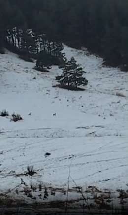 “Беш-Таш” коругунда жапайы жаныбарлар фотокапканга түштү