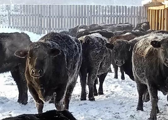 Жеңилдетилген насыянын алкагында фермердин мал чарбачылыгы жакшы көрсөткүчкө жетүүдө