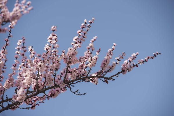 Февралда аба ырайы +21 градуска чейин жылыйт