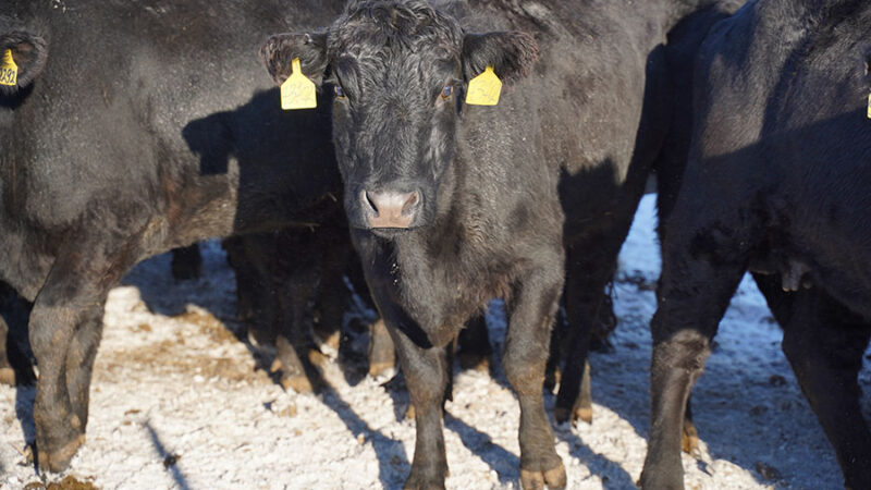 Жеңилдетилген насыянын алкагында фермер эт өндүрүшүндө жакшы көрсөткүчкө жетүүдө