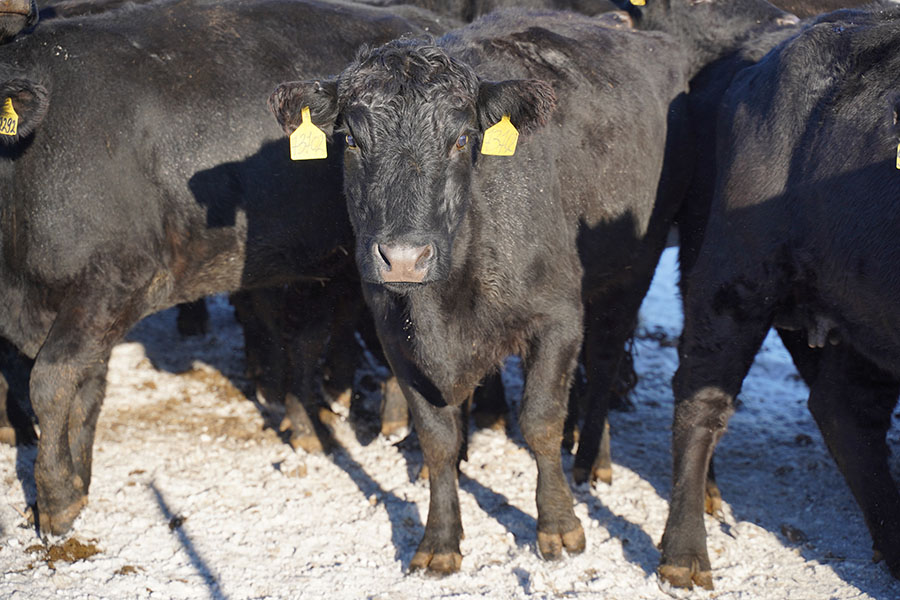 Жеңилдетилген насыянын алкагында фермер эт өндүрүшүндө жакшы көрсөткүчкө жетүүдө