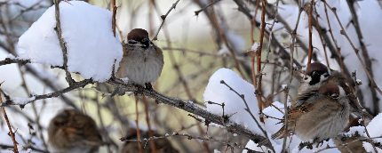 Кутман таң! Демалыш күнүңүздөр жакшы улансын