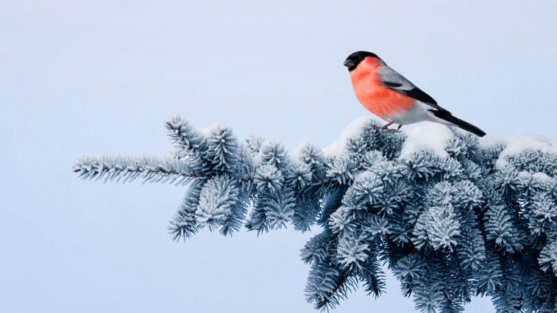 Таң — ар бир тирүү жандын шүгүрчүлүгү. Кутман таң, окурманым!