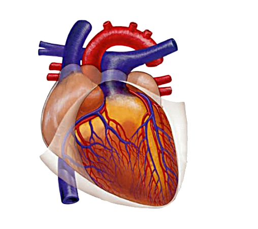 Өзбекстанда инфаркт жана инсульт менен күрөшүүнүн улуттук программасы ишке кирет