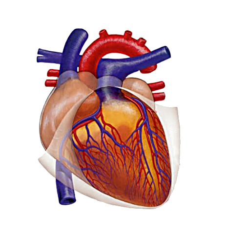 Өзбекстанда инфаркт жана инсульт менен күрөшүүнүн улуттук программасы ишке кирет