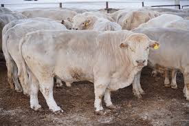 Манас районунда асыл-тукум мал чарбачылык кылган дыйкан-фермерлердин саны жыл сайын өсүүдө